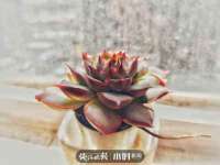 江苏豆丁文化传媒有限公司