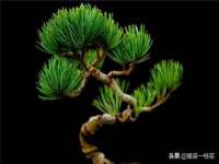江苏豆丁文化传媒有限公司